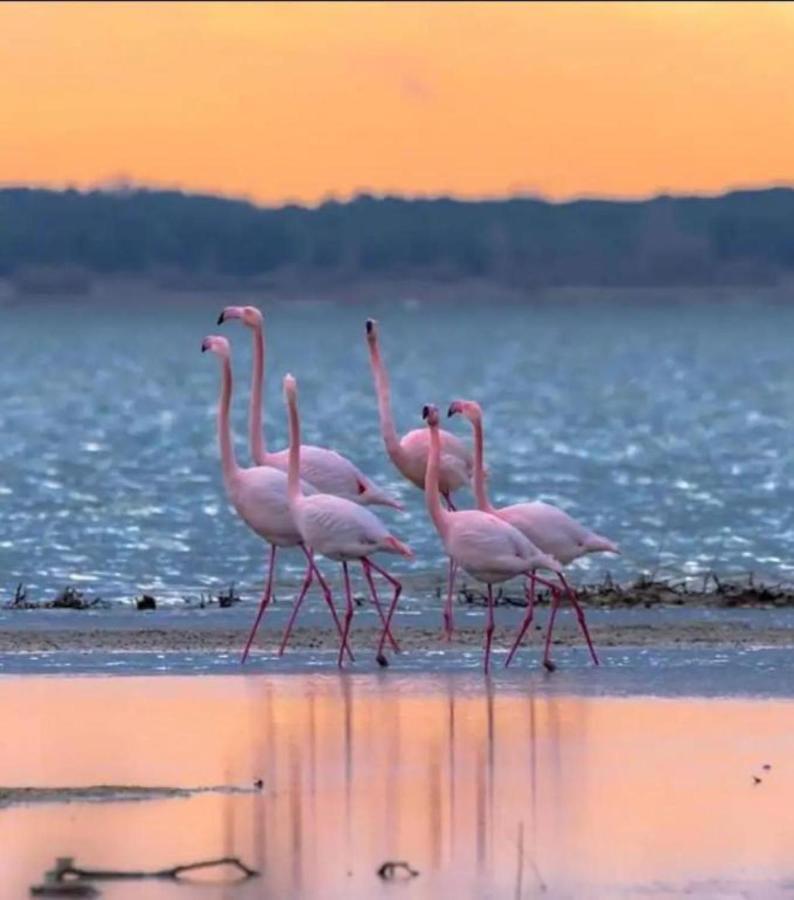 Le soupir des palmiers. Idéal couple, piscine, mer La Grande Motte Extérieur photo
